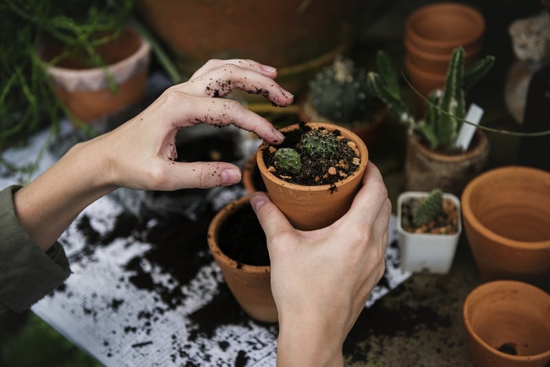 DIY Mini Garden